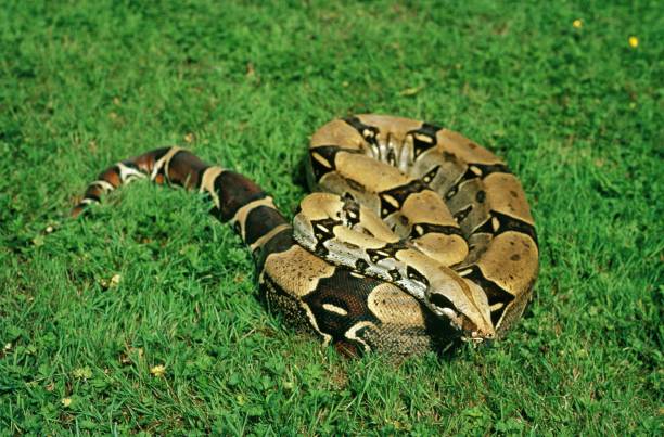 istock Boa Constrictor, boa constrictor, Adult 1255166729