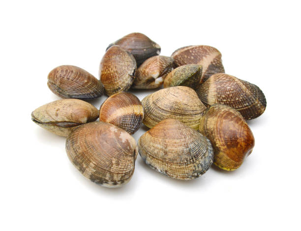 istock Stacked fresh raw clams on white background 1255166809
