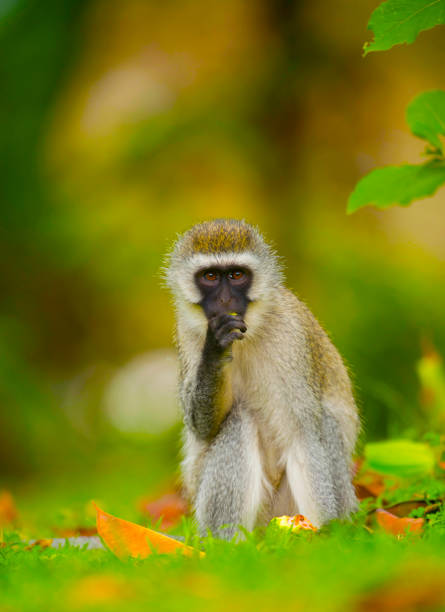 istock Vervet Monkey, old world monkey, Chlorocebus pygerythrus, Kenya, Africa 1255167509