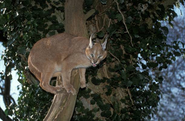 Caracal, caracal caracal, Adult standing in Tree Caracal, caracal caracal, Adult standing in Tree caracal photos stock pictures, royalty-free photos & images