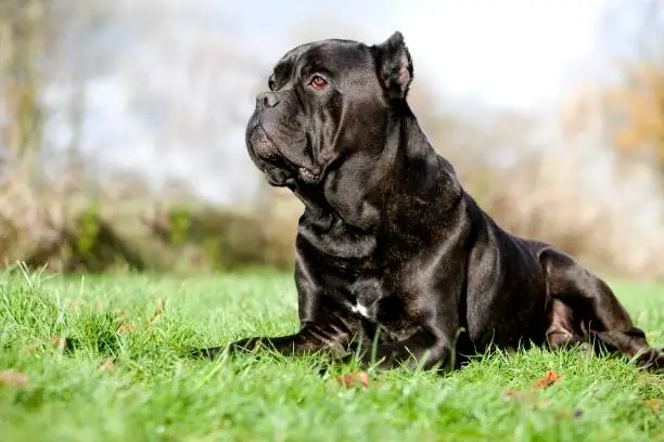 Cane Corso, a Dog Breed from Italy, Adult laying on Grass