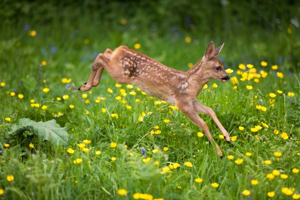 istock Roe Deer, capreolus capreolus, Fawn with Flowers, Normandy 1255167548