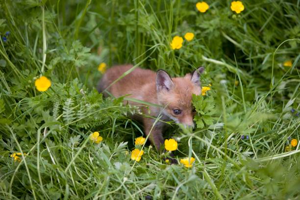 istock Red Fox, vulpes vulpes, Puppy with Flowers, Normandy 1255167559
