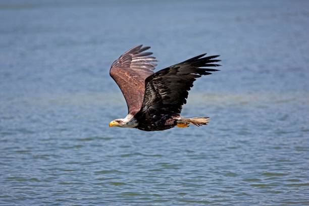 istock Bald Eagle, haliaeetus leucocephalus, Immature in Flight above water 1255167574