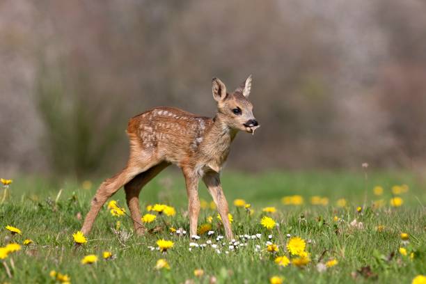 istock Roe Deer, capreolus capreolus, Fawn with Flowers, Normandy 1255167576