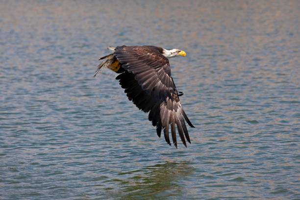 istock Bald Eagle, haliaeetus leucocephalus, Immature in Flight above water 1255167581