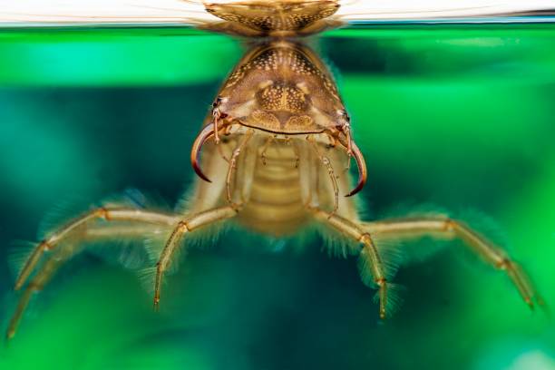 istock Great Diving Beetle, dytiscus marginalis, Larva standing in Water, Normandy 1255167599