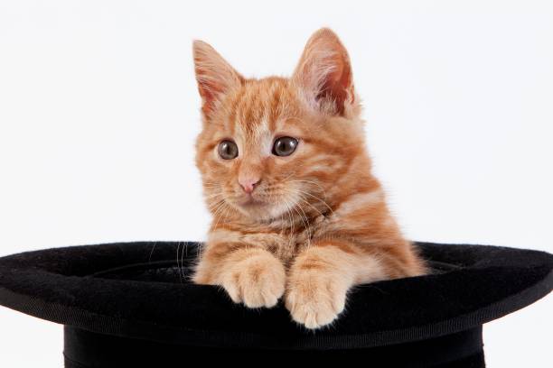 istock Red Tabby Domestic Cat, Kitten playing in Hat against White Background 1255167606