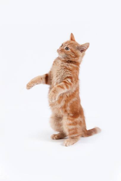 istock Red Tabby Domestic Cat, Kitten playing against White Background 1255167609