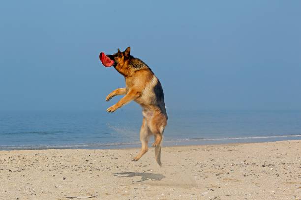 istock German Shepherd, Male catching frisbee, beach in Normandy 1255167636