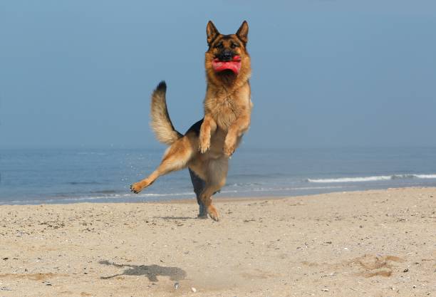 istock German Shepherd, Male catching frisbee, beach in Normandy 1255167651