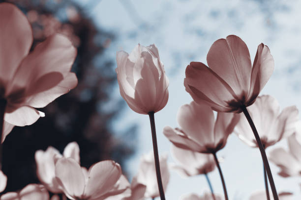 tulipanes de primavera en el parque, sepia y azul - sepia toned rose pink flower fotografías e imágenes de stock