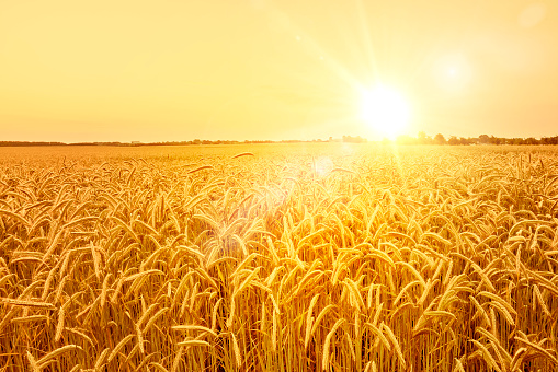 Sunrise over cornfield / field. The sun shines straight into the camera an early fresh morning