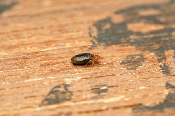 Lateral shot of Bed bug, Cimex lectularius, Pune, Maharashtra, India. feed exclusively on the blood of warm-blooded animals Lateral shot of Bed bug, Cimex lectularius, Pune, Maharashtra, India. feed exclusively on the blood of warm-blooded animals infestation photos stock pictures, royalty-free photos & images