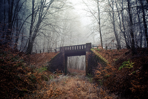Abandoned railroad track and bridge - autumnal forest