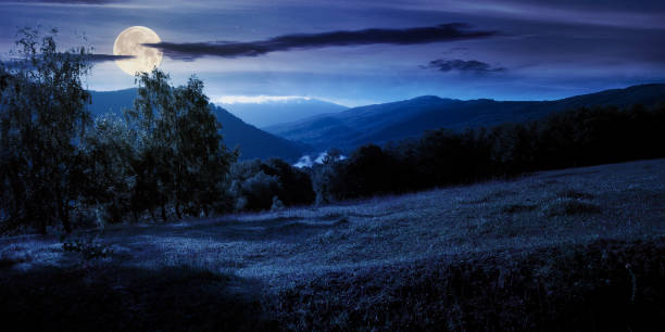 istock trees on the meadow in mountains at night 1255171631