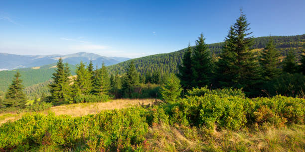istock fir trees on the mountains meadow 1255172377
