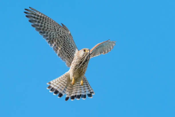 istock Kestrel female in flight with blue sky on background (Falco tinnunculus) 1255173438