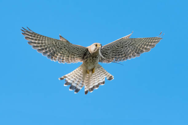 istock Kestrel in flight with prey in the beak (Falco tinnunculus) 1255173508