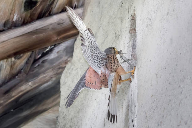 istock Kestrel male feeds his chicks on nest (Falco tinnunculus) 1255173620