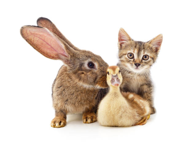 gattino e anatroccolo con un coniglio. - chicken friendship three animals color image foto e immagini stock