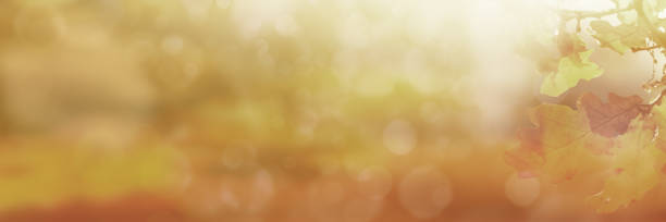 istock Golden autumn leaves with luminous bokeh 1255175062