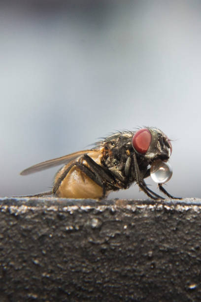 istock Macro photo of a housefly with water drop 1255175321