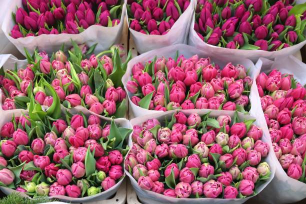 istock Amsterdam tulip flowers 1255175360