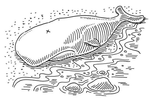 Vector illustration of Dead Sperm Whale At Beach Drawing