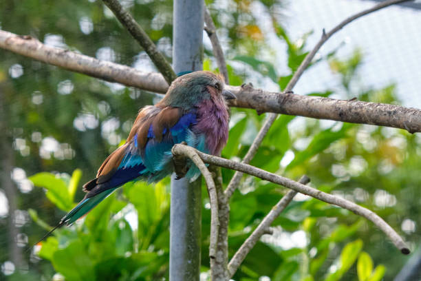 blauflügel-kookaburra, vogel sitzt auf einem ast. tierwelt, vogelbeobachtung - animals hunting kingfisher animal bird stock-fotos und bilder