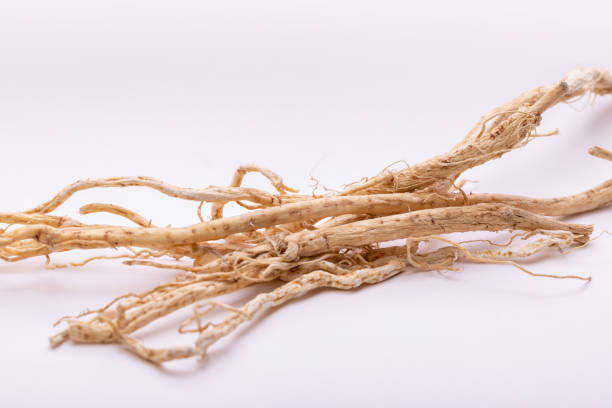 la radice di vetch del latte giace su sfondo bianco - astragalus root foto e immagini stock