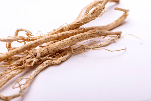 la radice di vetch del latte giace su sfondo bianco - astragalus root foto e immagini stock