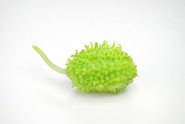 One Brazilian vegetable called maxixe in white background