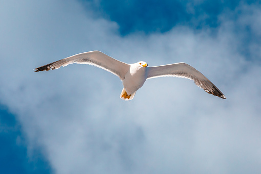 Seagull flying on the sea. Elba Island, Italy. A standing European herring gull, Larus argentatus, a large gull, isolated on sea background. close up bottom view.