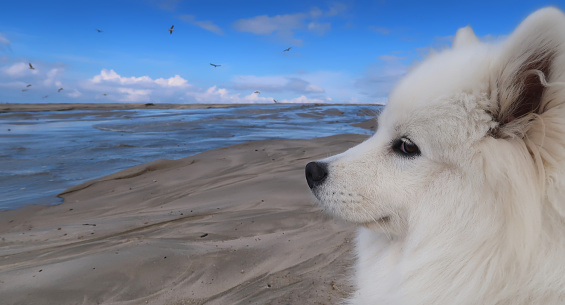 samoyed dog sitting on the beach