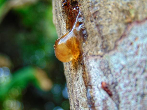 istock the liquid that comes out from the mango tree trunk 1255180755