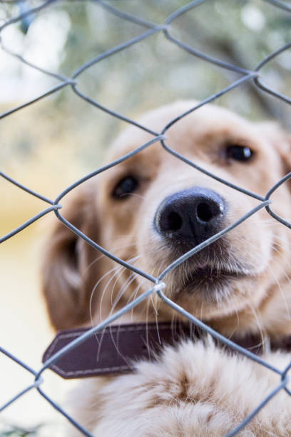 istock The Dog Looking For New Owner Behing Wire Mesh 1255181720