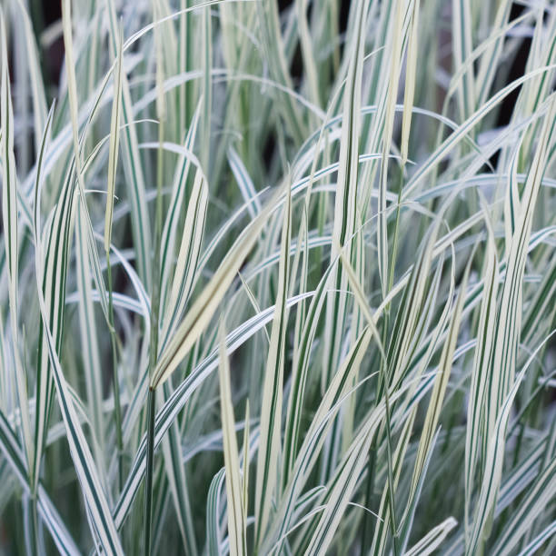 istock Decorative green and white grass.  Arrhenatherum elatius bulbosum variegatum. Soft focus. Natural background. 1255181927