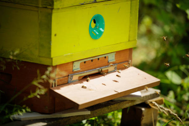 colorful beehives in a row in a green forest