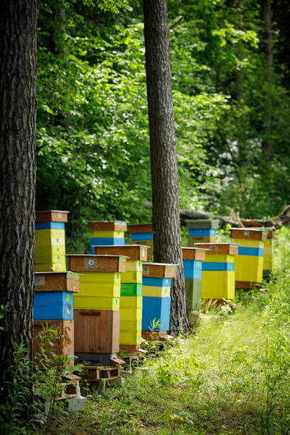 colorful beehives in a row in a green forest