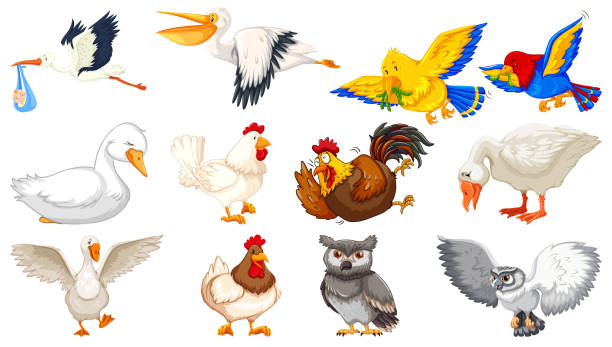 istock Set of different birds cartoon style isolated on white background 1255182790