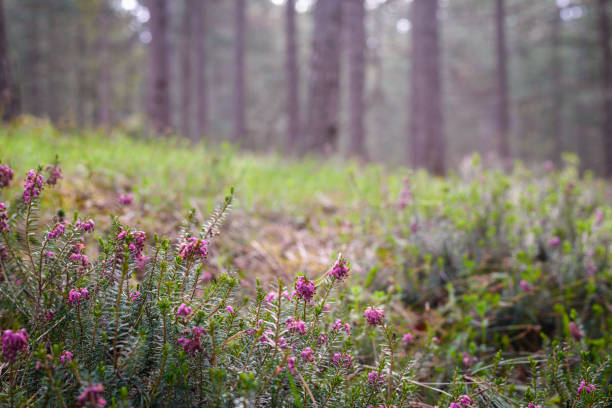 wilde blauglocken - wildflower lush foliage outdoors campanula stock-fotos und bilder