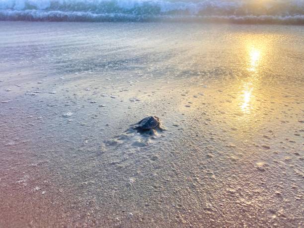 istock Baby Sea Turtle entering the sea 1255183870