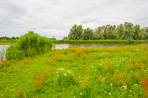 The edge of a lake in a green grassy natural park with wild flowers, Almere, Flevoland, The Netherlands, July 7, 2020
