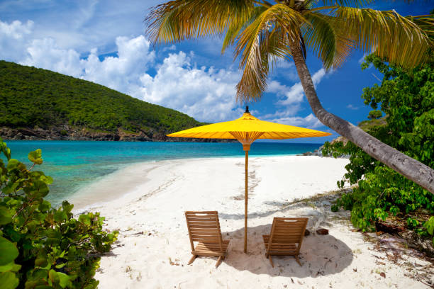 Palm tree on remote tropical beach, Hans lollik Palm tree on remote tropical beach, Hans lollik, St. Thomas, virgin islands st. thomas virgin islands photos stock pictures, royalty-free photos & images