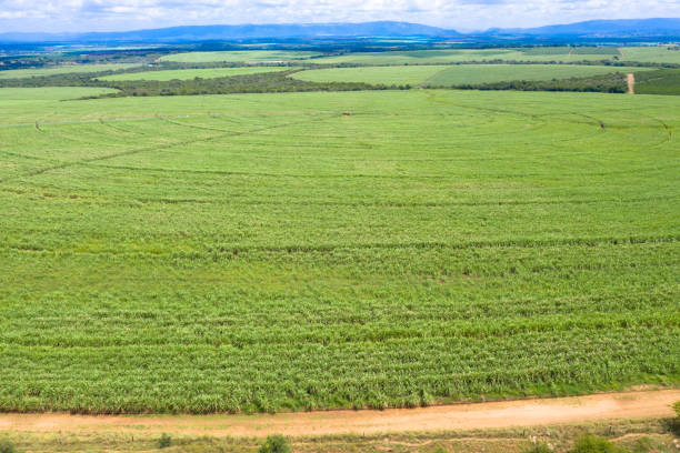 istock Sugar Cane farm. Sugar cane fields view from the sky. 1255185943
