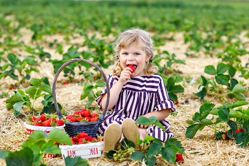 Happy little toddler girl picking and eating strawberries on organic berry farm in summer, on warm sunny day. Child having fun with helping. Kid on strawberry plantation field, ripe red berries