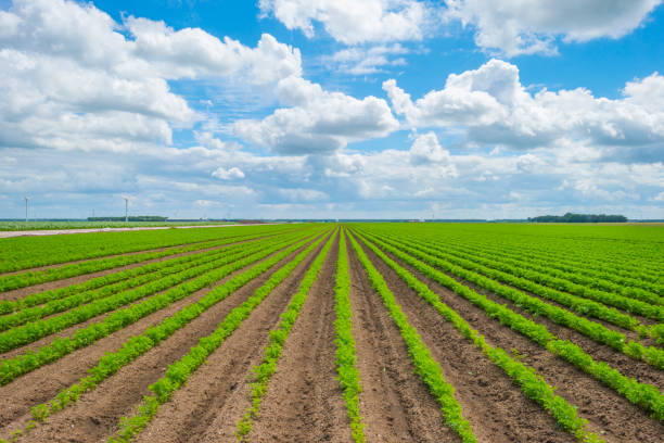 istock Field with vegetables below a blue cloudy sky in sunlight in summer 1255186159