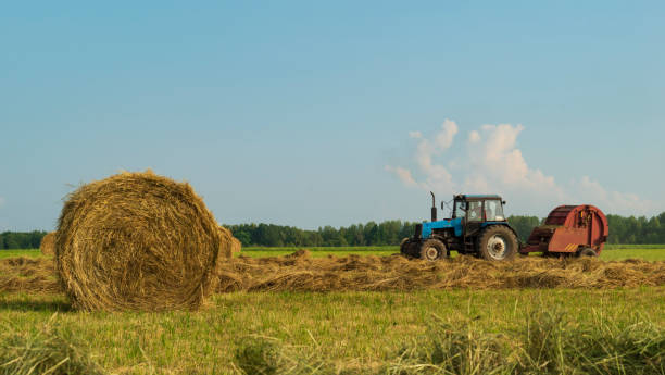 istock harvesting hay in the field 1255186417
