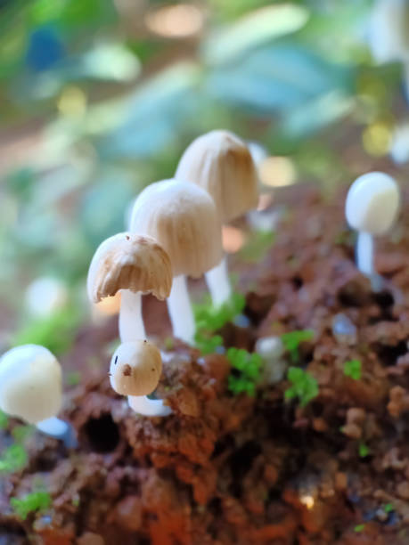 wild mushrooms close up and soil - indiana autumn woods forest imagens e fotografias de stock